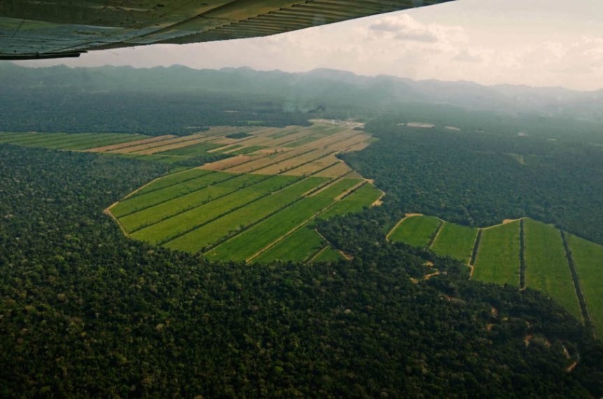 “El 70% de los últimos brotes epidémicos han comenzado con la deforestación”